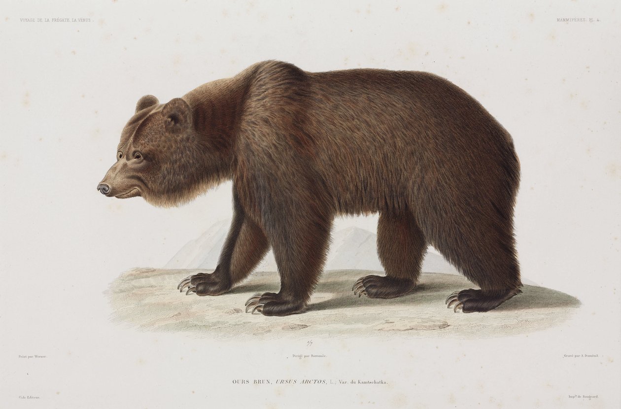 Brunbjørn, Kamchatka, Russland av Unbekannt