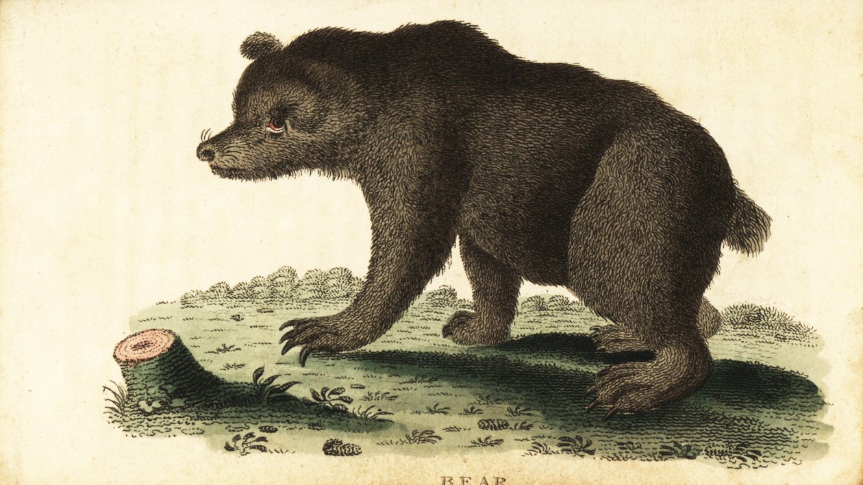 Brunbjørn, Ursus arctos., 1800 (gravering) av Unbekannter Künstler
