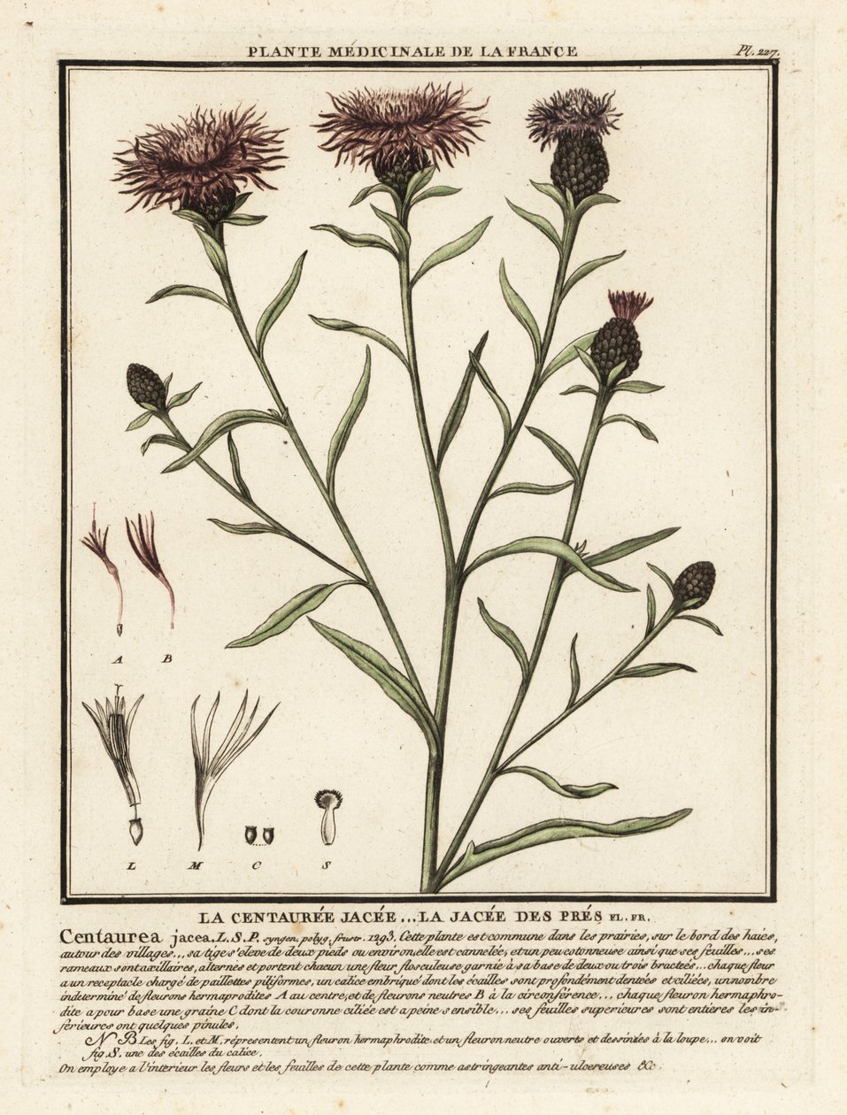 Brun ransel, Centaurea jacea. av Unbekannter Künstler
