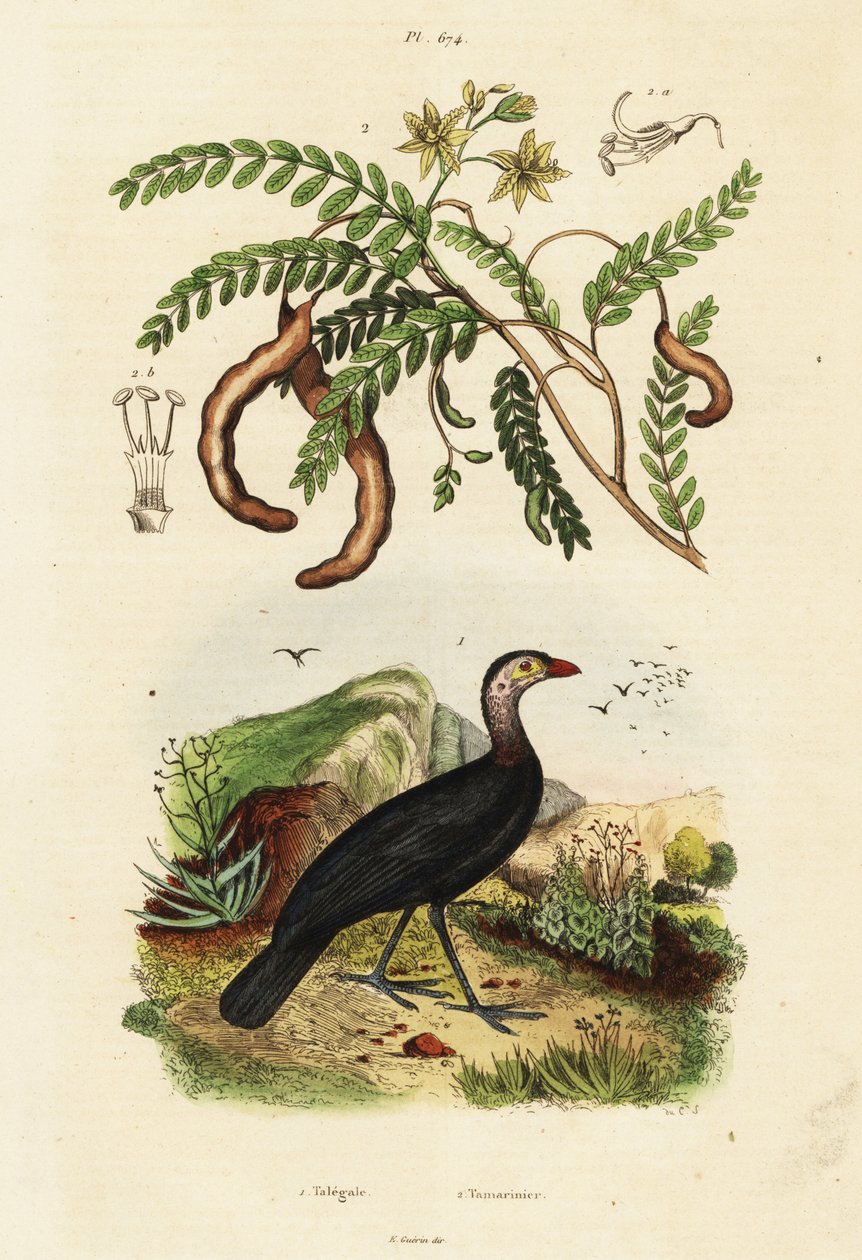 Børstekalkun og tamarind., 1834-1839 (gravering) av Unbekannter Künstler