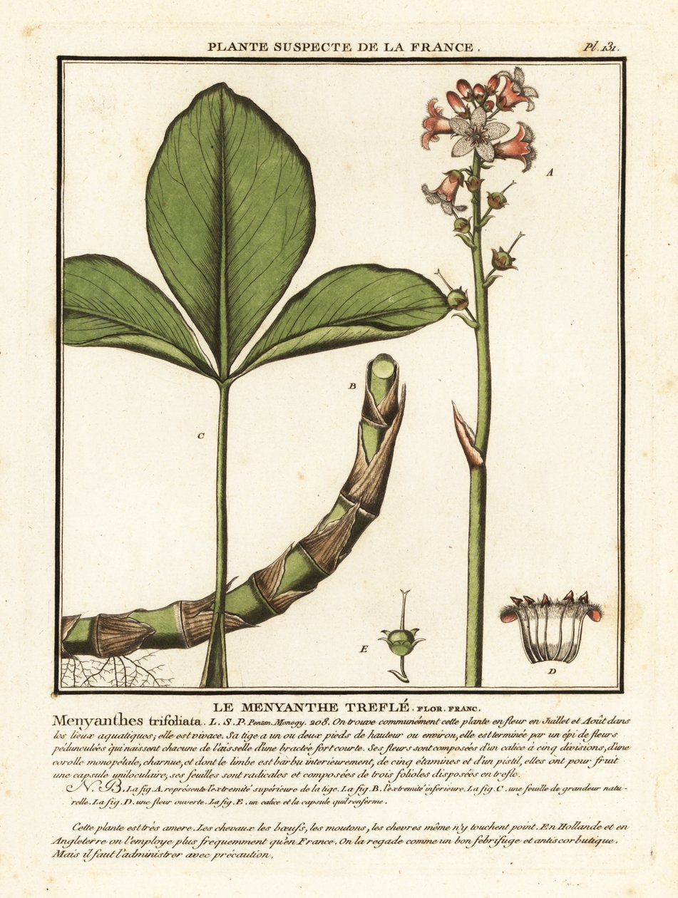 Buckbean, Menyanthes trifoliata. av Unbekannter Künstler