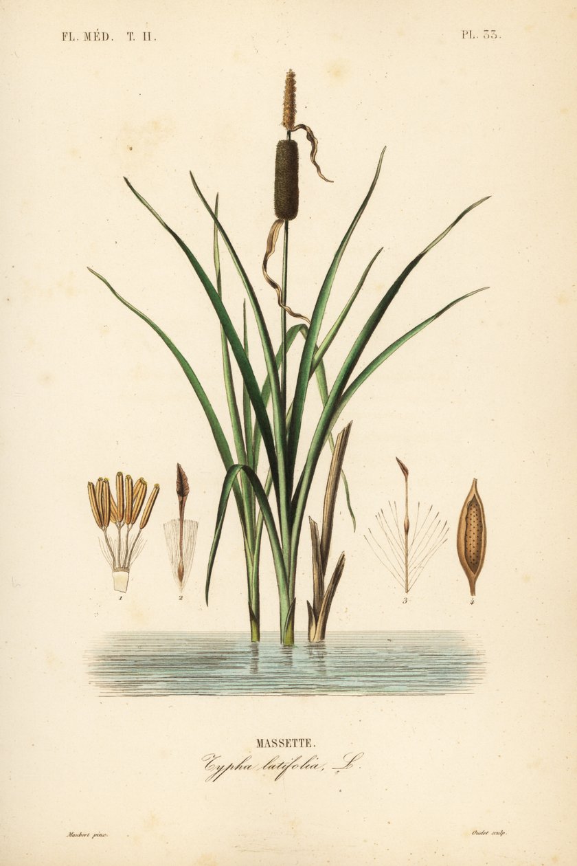 Bulrush eller bredbladet cattail, Typha latifolia, Massette av Unbekannt