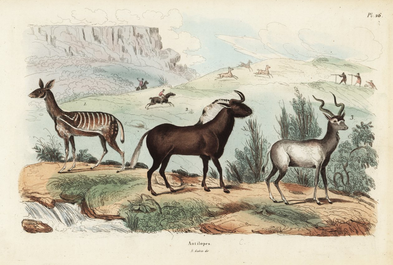 Bushbuck, Tragelaphus scriptus 1, svart gnu eller hvithalegnu, Connochaetes gnou 2, større kudu, Tragelaphus strepsiceros 3 av Unbekannt