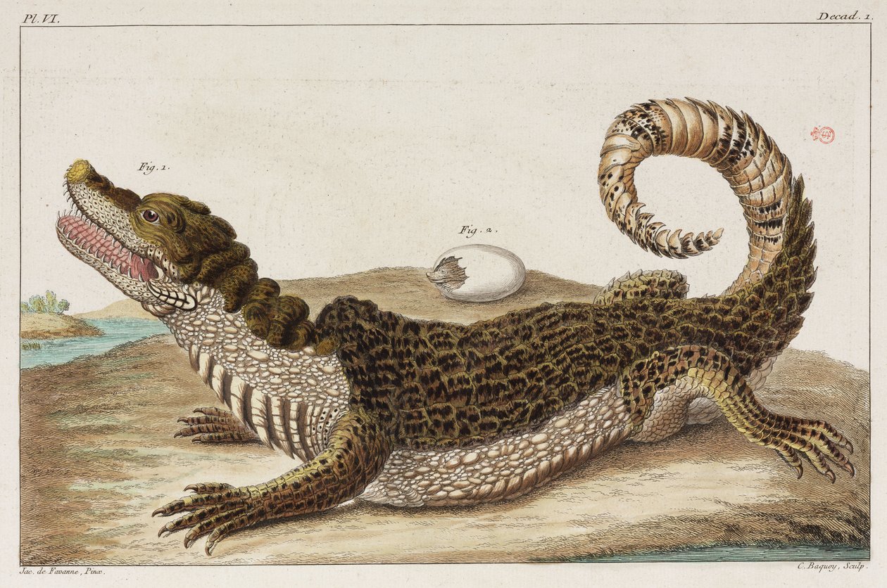 Caiman og babyen hennes av Unbekannt
