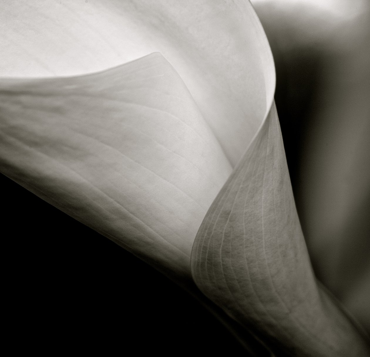 Callalily, 2015 (s/hvitt-bilde) av William M. Timlin