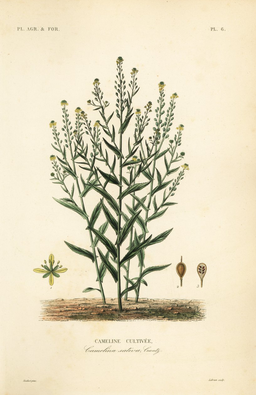 Camelina eller falsk lin, Camelina sativa, Cameline cultivee av Unbekannt