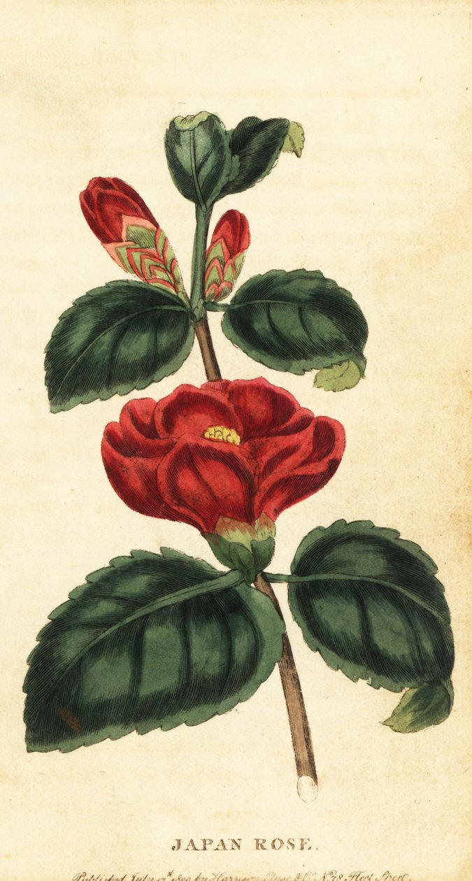 Camellia eller Japanrose, Camellia japonica. ,1800 (gravering) av Unbekannter Künstler