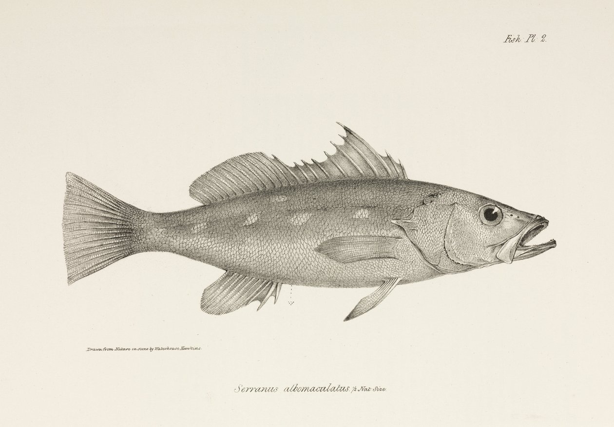Camotillo, Stillehavet, ca 1832-1836 av Unbekannter Künstler