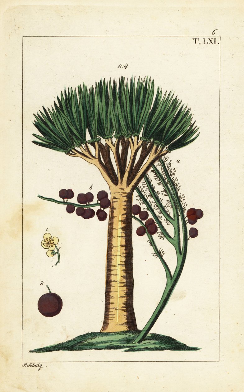 Kanariøyenes dragetre, Dracaena draco. Sårbar. av Unbekannter Künstler