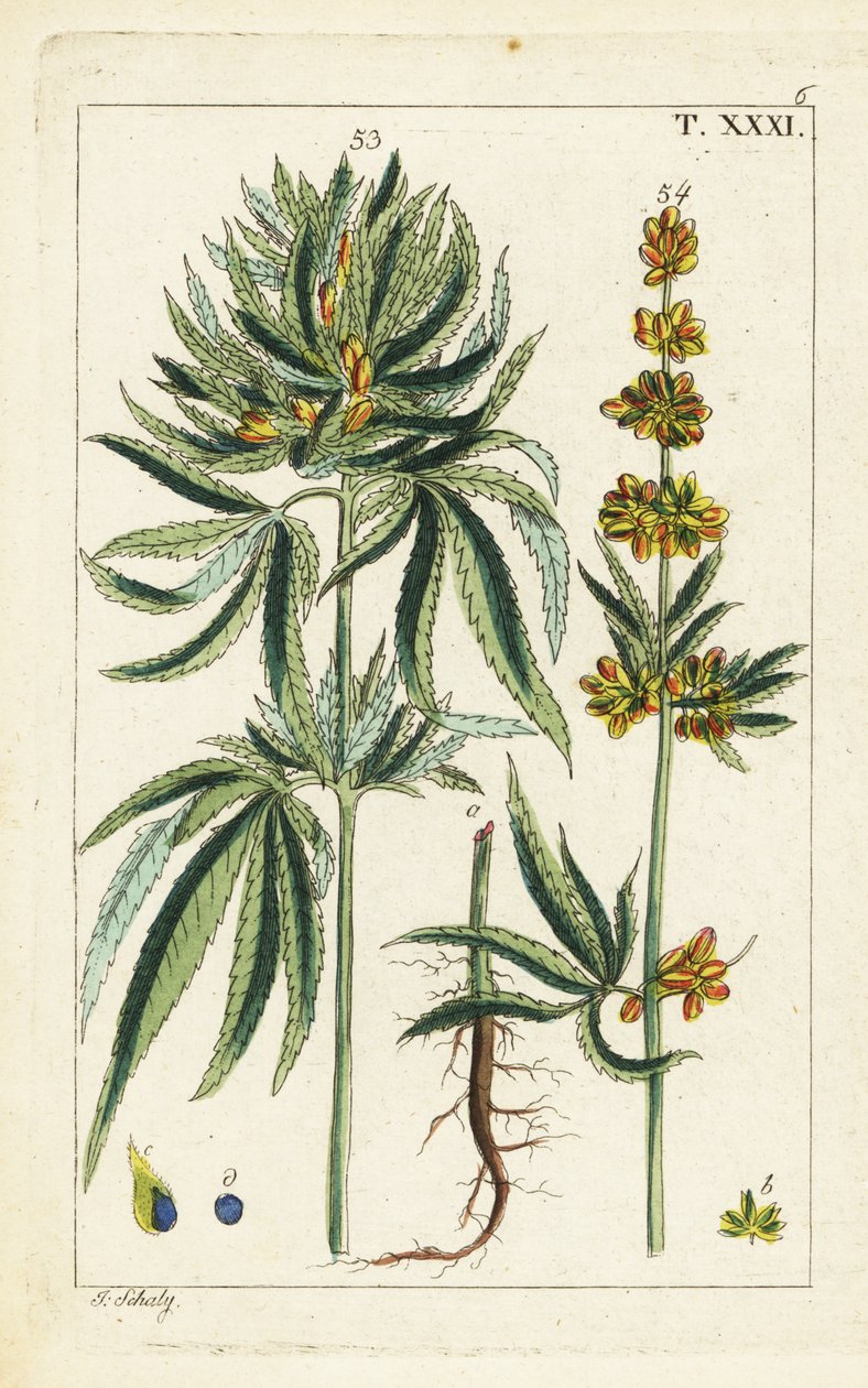 Cannabisplante, Cannabis sativa. av Unbekannter Künstler