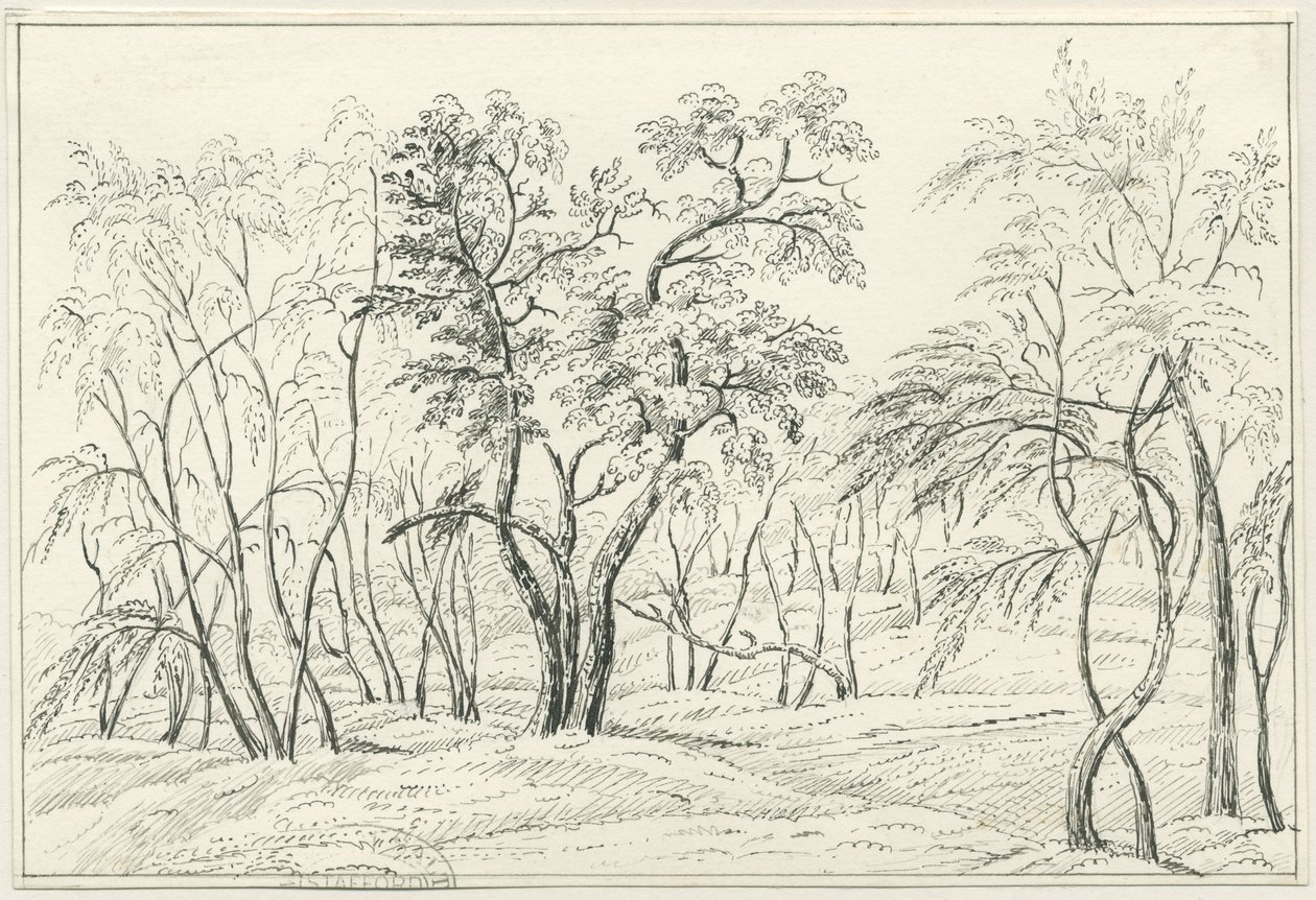 Cannock Chase: penn- og blyanttegning, nd [?1800-tallet] av Unbekannt