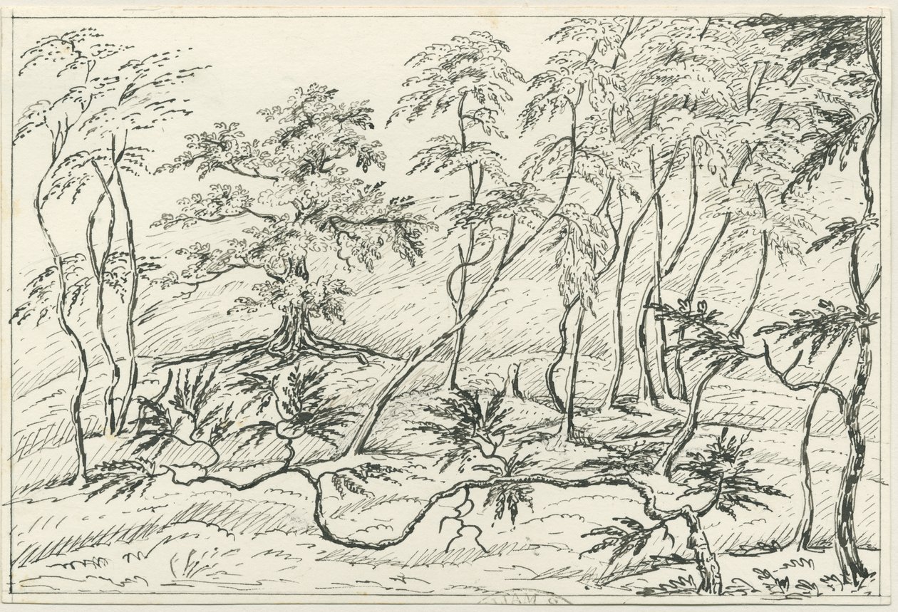 Cannock Chase: penn- og blyanttegning, nd [?1800-tallet] av Unbekannt