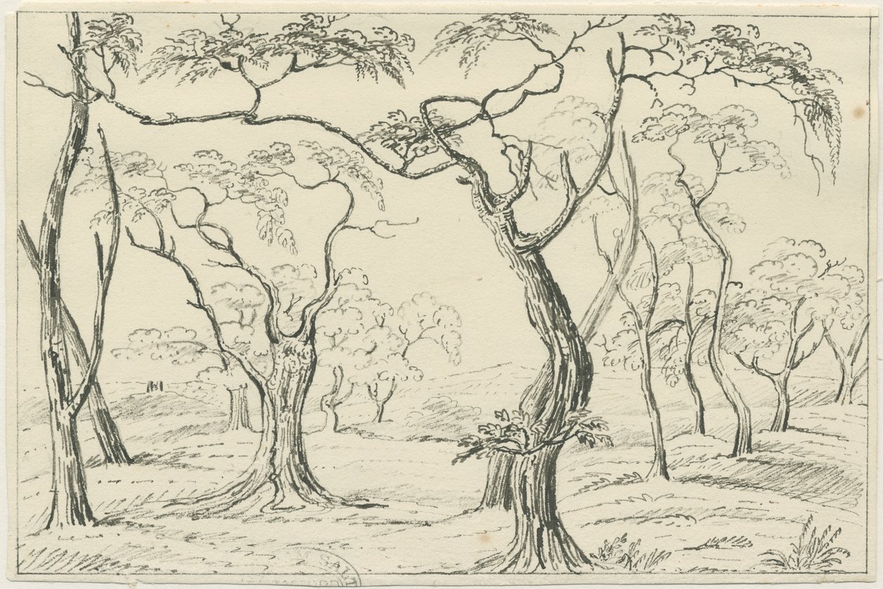 Cannock Chase: penn- og blyanttegning, nd [?1800-tallet] av Unbekannt