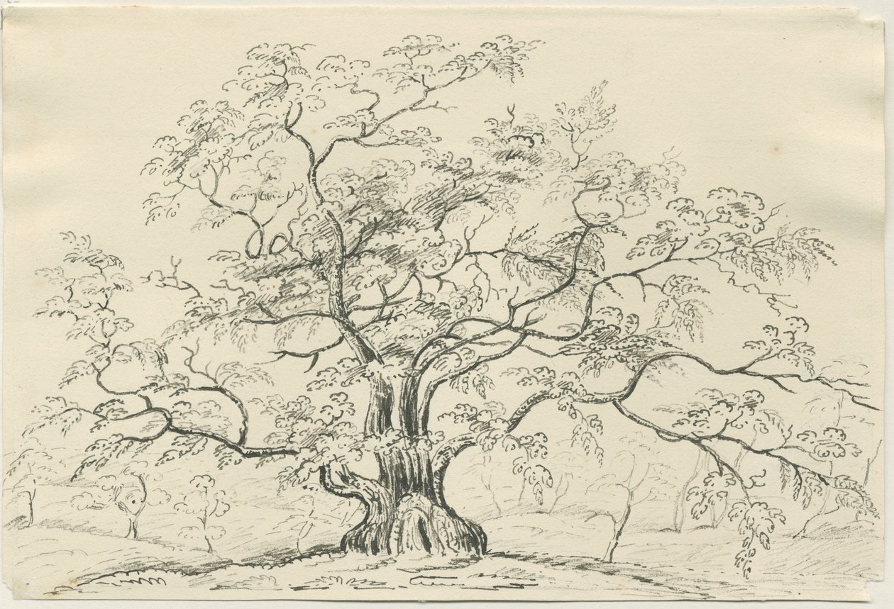 Cannock Chase: penn- og blyanttegning, nd [?1800-tallet] av Unbekannt