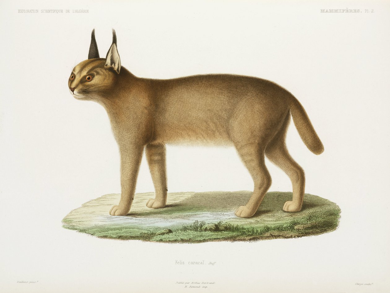 Caracal, Algerie av Unbekannt