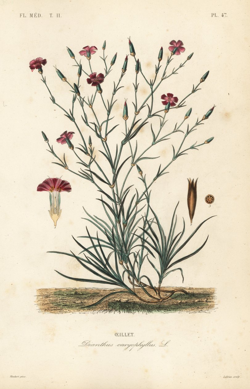 Nellik eller nellikrosa, Dianthus caryophyllus, Oeillet av Unbekannt