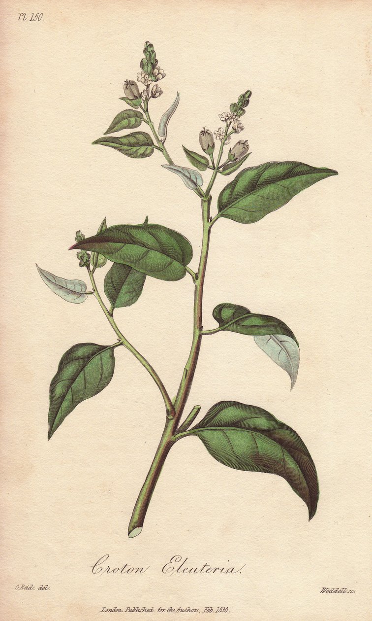 Cascarilla (Croton eleuteria) - Sterkt vann av William Clarke for å illustrere «Medicinal Botanical, Description of the Medicinal Plants of London, Edinburgh and Dublin» av John Stephenson og James Morss Churchill, utgitt i London av John Churchill i 1 av Unbekannter Künstler