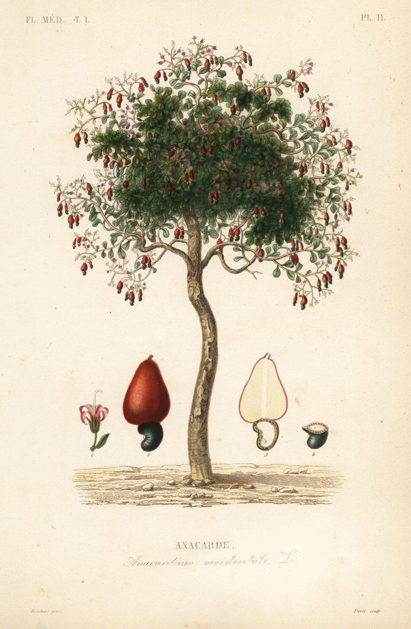 Cashew-tre eller cashewnøtttre, Anacardium occidentale, Anacarde av Unbekannt