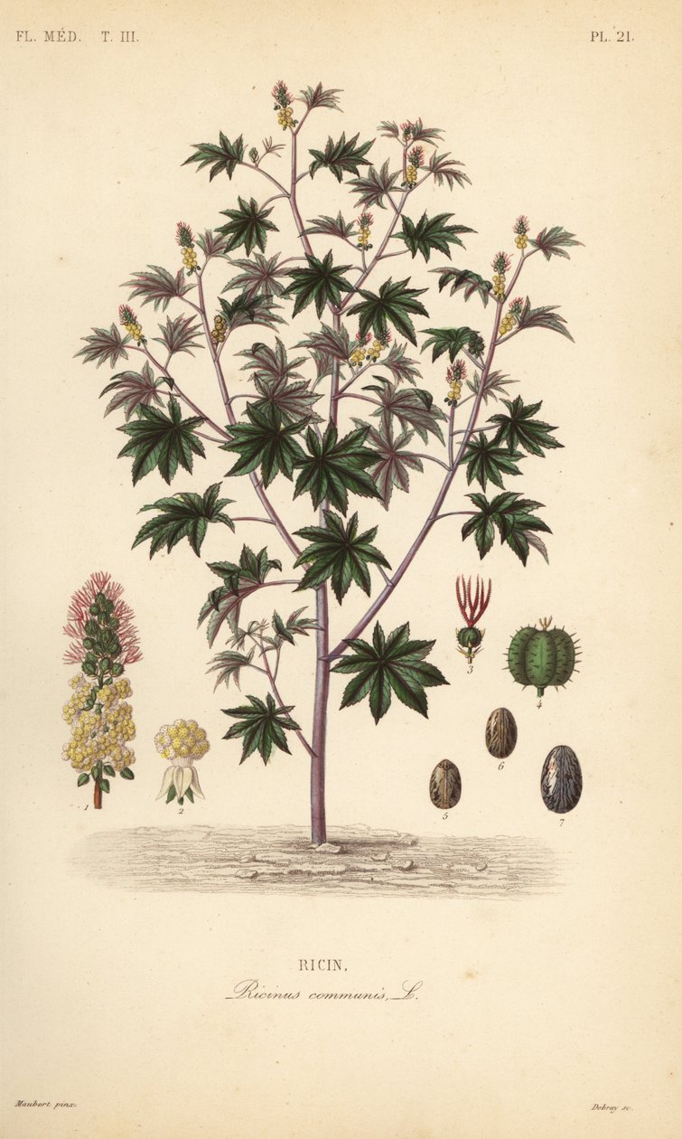 Ricinusbønne eller lakseroljeplante, Ricinus communis, Ricin av Unbekannt