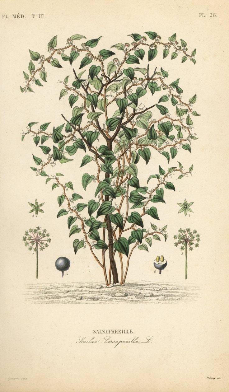 Cat greenbriar eller catbriar, Smilax glauca, Smilax sarsaparilla, Salsepareille, Håndfarget stålgravering av Debray etter en botanisk illustrasjon av Edouard Maubert fra Pierre Oscar Reveil, A av Unbekannt