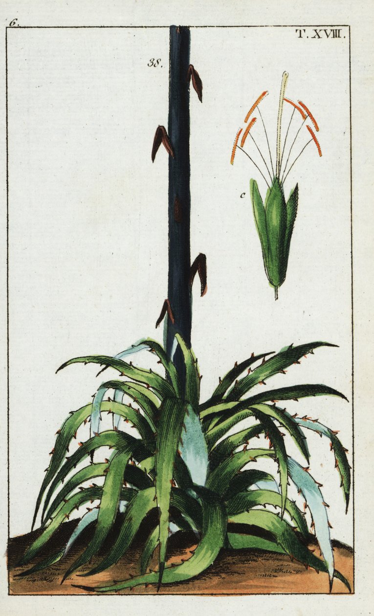 århundreplante, Agave americana. av Unbekannter Künstler