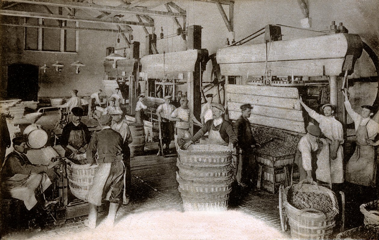 Champagne: pressing av druer i Saint-Helene-høsthuset, Moet & Chandon Epernay-huset, tidlig på det tjuende århundre (s/hv-bilde) av Benjamin Baud