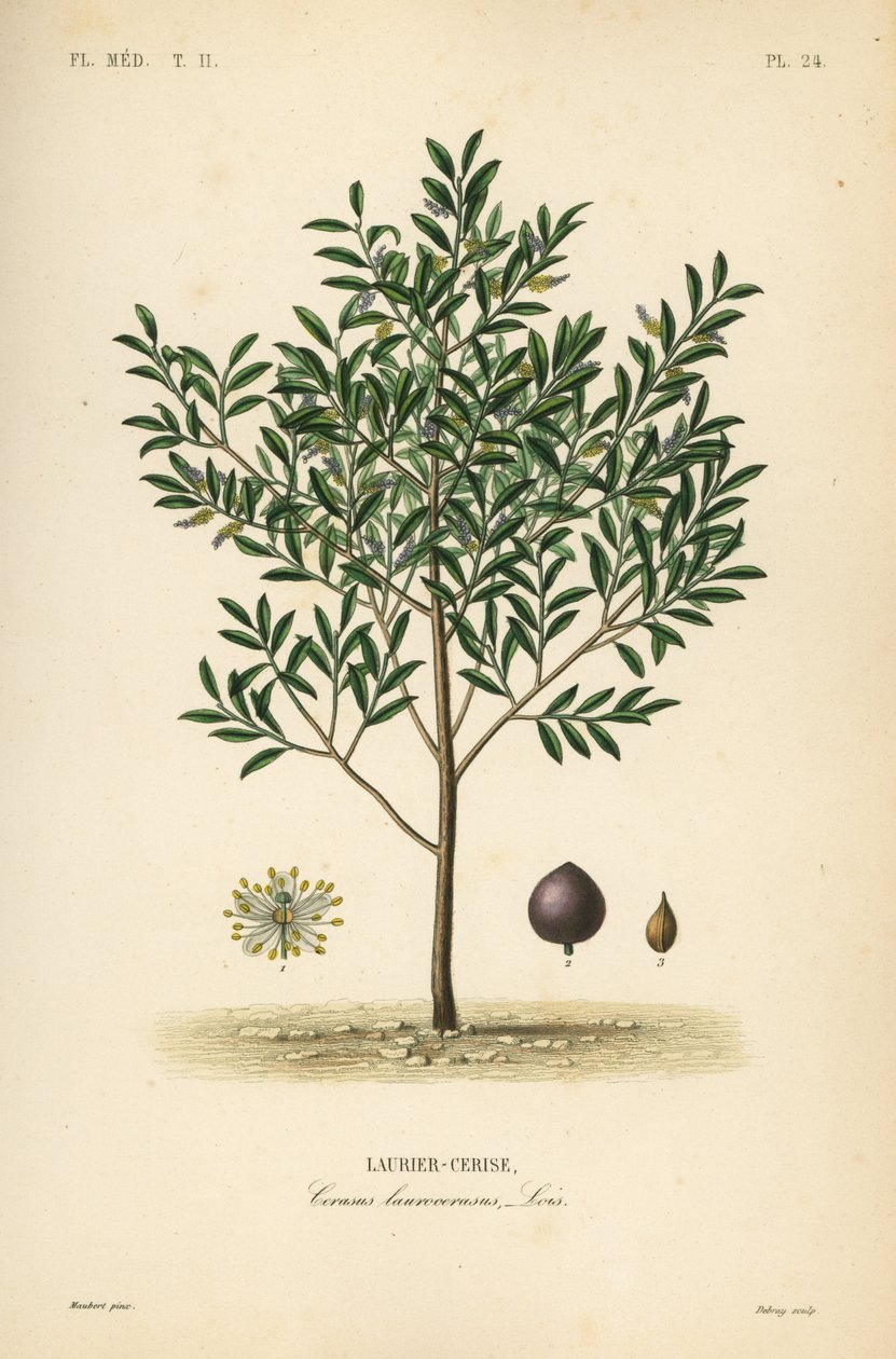 Kirsebærlaurbær eller engelsk laurbærtre, Prunus laurocerasus, Cerasus laurocerasus, Laurier-cerise av Unbekannt