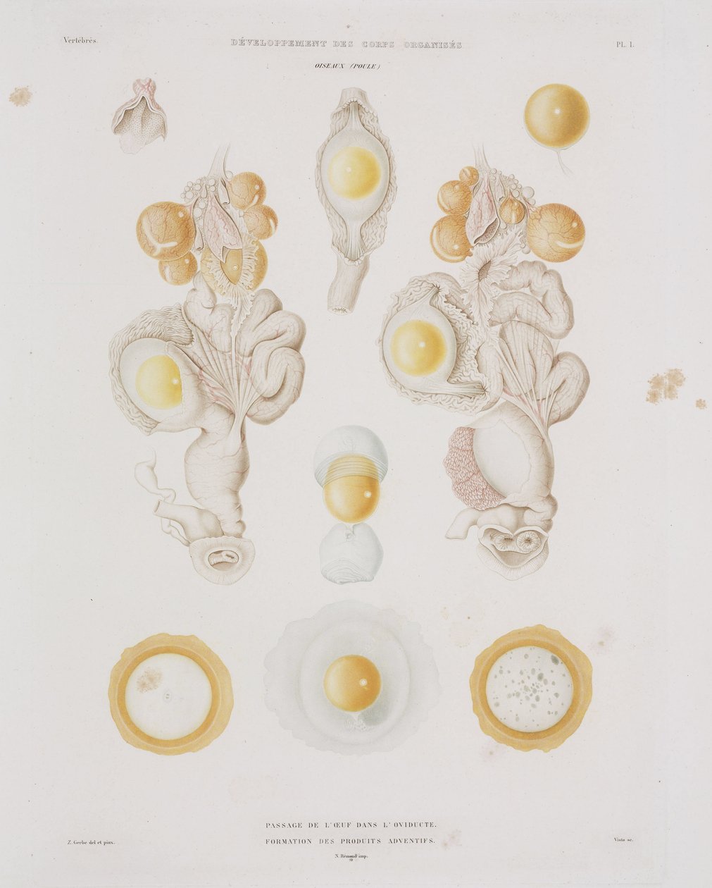 Kyllingegg i egglederen, c 1847-1859 av Unbekannt
