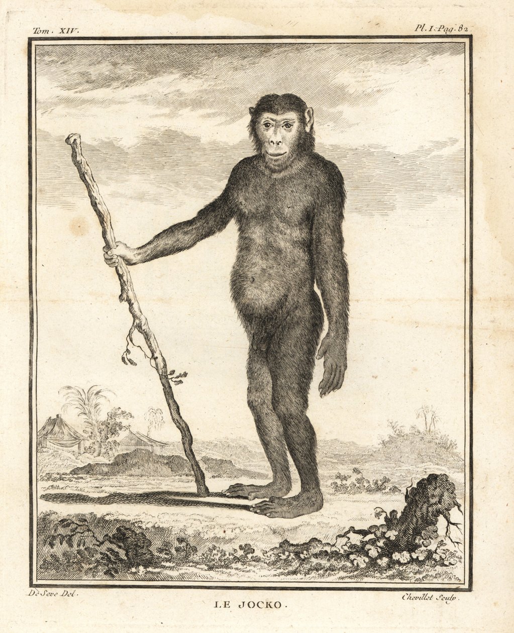 Sjimpanse, Pan troglodytes. Jockoen. Utrydningstruet. Kobberstikk av Chevillet etter en illustrasjon av Jacques de Seve fra Georges-Louis Leclerc, Comte de Buffons Histoire Naturelle, Imprimerie Royale, Paris av Unbekannter Künstler
