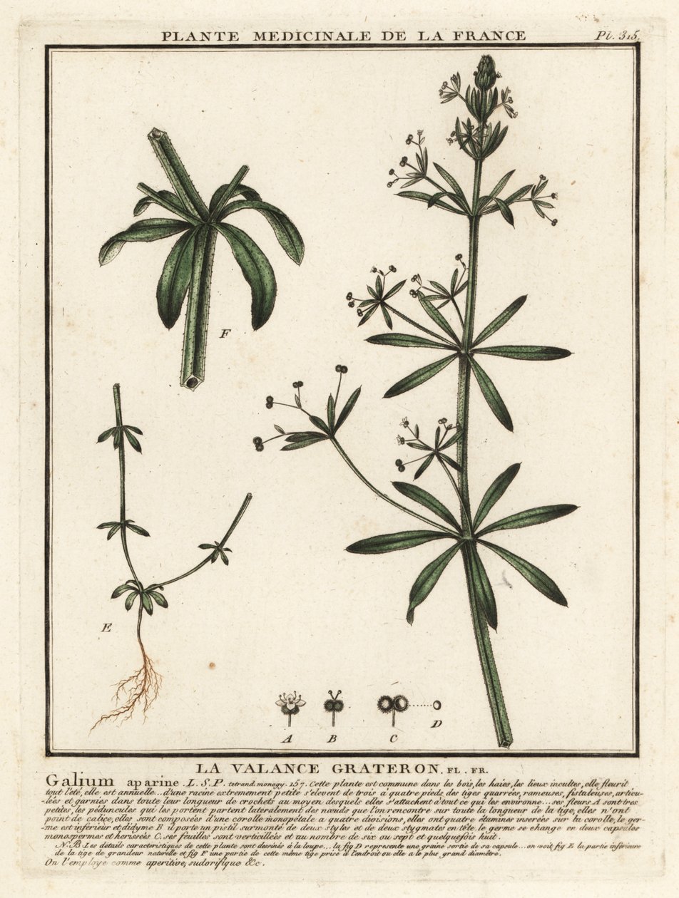 Cleavers, Gallium aparine. av Unbekannter Künstler