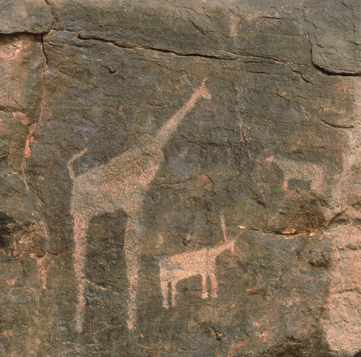 Nærbilde av forhistoriske malerier, Tenere-ørkenen, Niger av Benjamin Baud