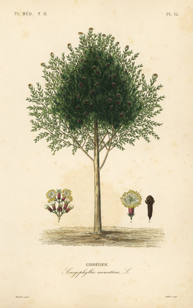 Nelliktre, Syzygium aromaticum, Caryophyllus aromaticus, Giroflier av Unbekannt