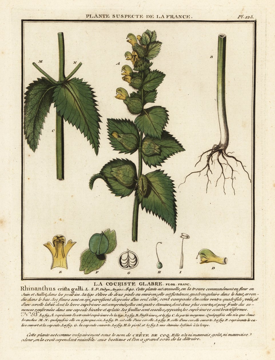 Hanekam, Rhinanthus crista-galli. av Unbekannter Künstler