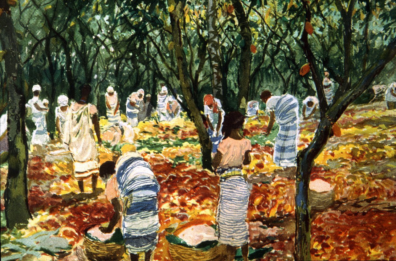 Kakaohøst i Sao Tome, ca. 1910-20 (farge litho) av Unbekannter Künstler