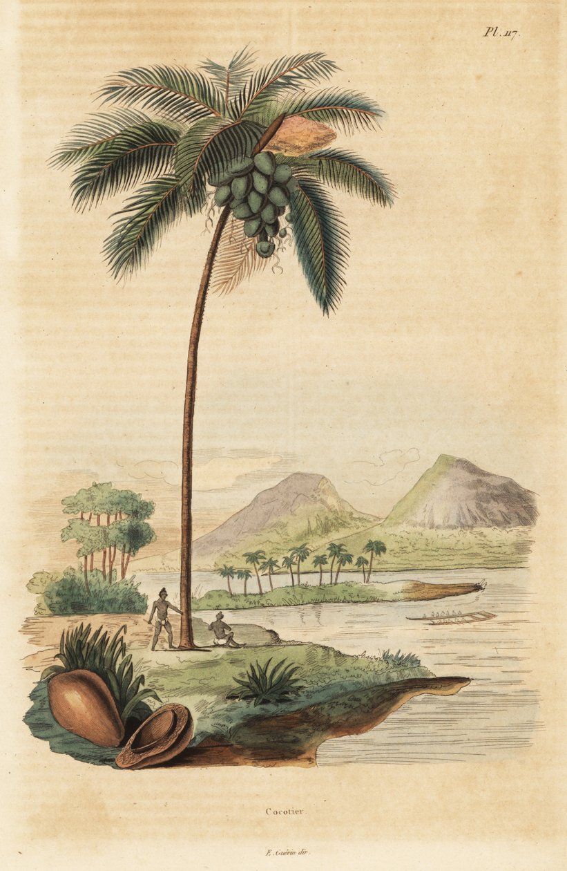 Kokosnøttre, Cocos nucifera av Unbekannt