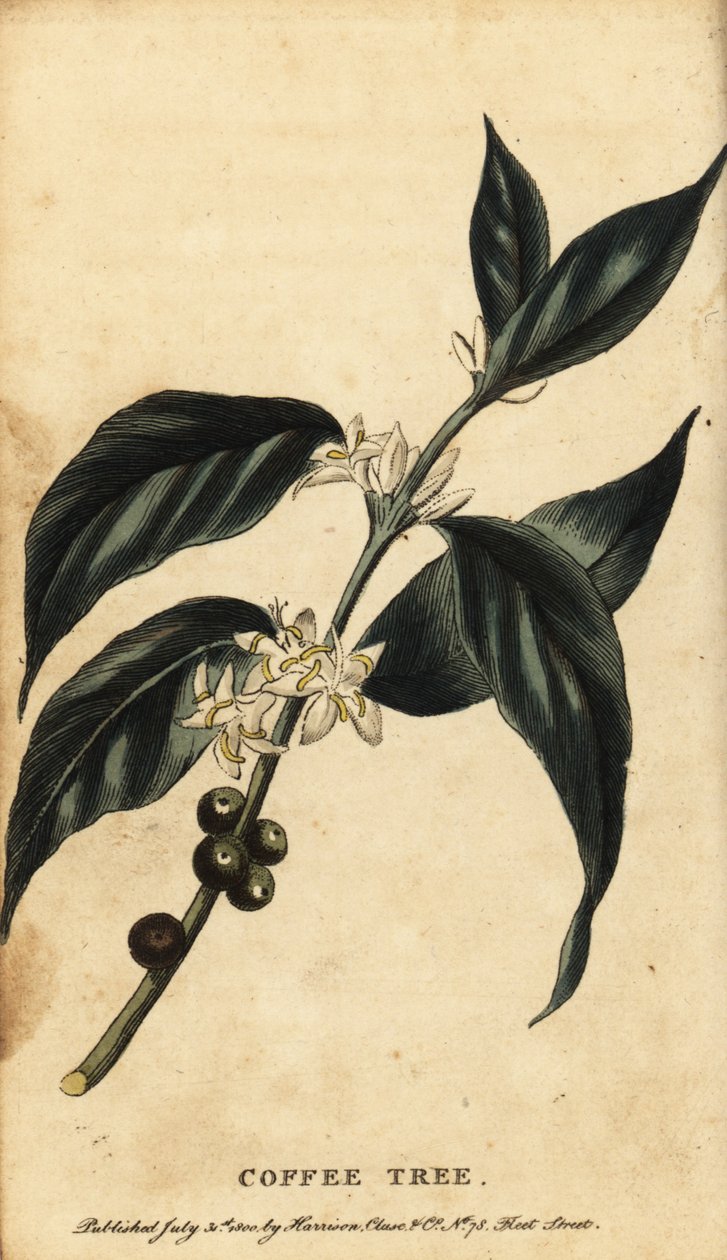 Kaffetre, Coffea arabica. ,1800 (gravering) av Unbekannter Künstler