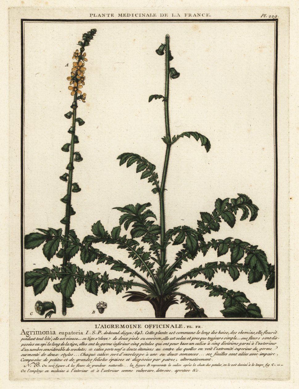 Vanlig agromoni, Agrimonia eupatoria. av Unbekannter Künstler