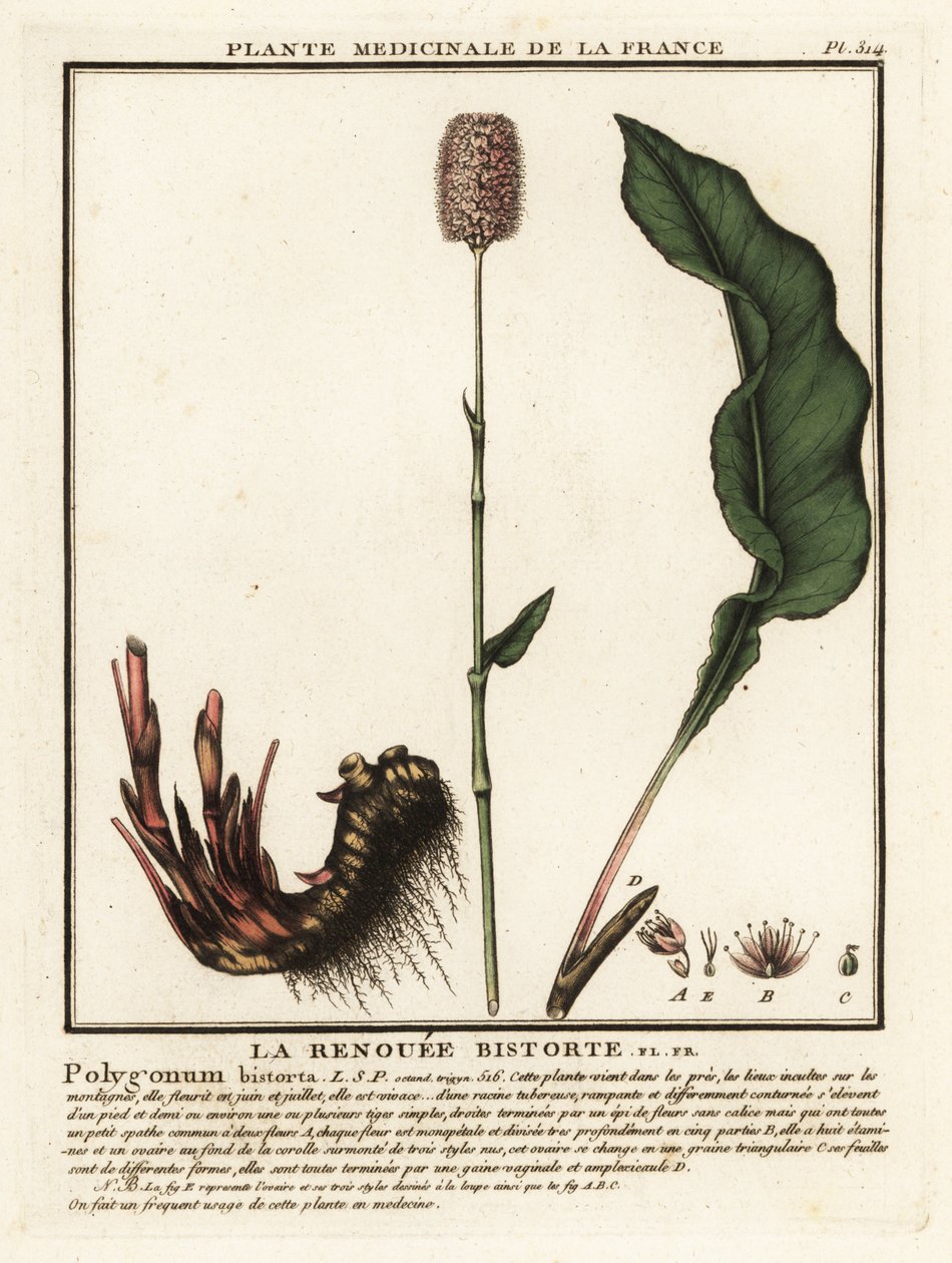 Vanlig bistort, Persicaria bistorta. av Unbekannter Künstler