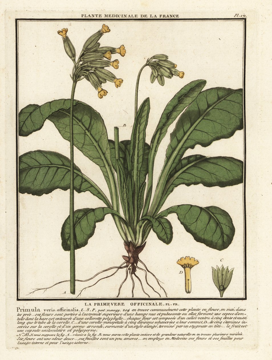 Vanlig kuslip eller kuslip primula, Primula veris. av Unbekannter Künstler