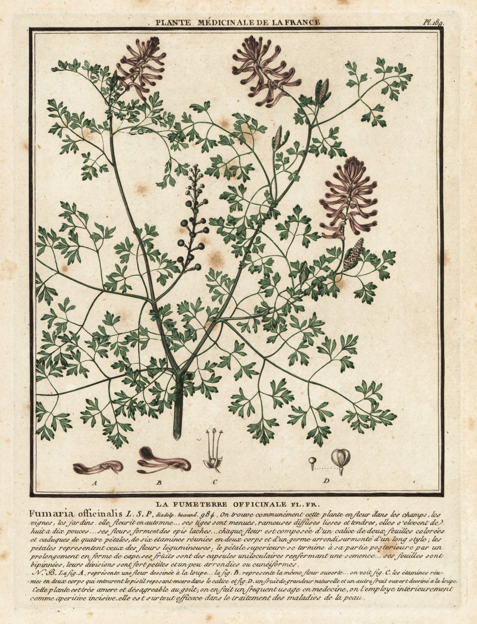 Vanlig fumitory, Fumaria officinalis. av Unbekannter Künstler