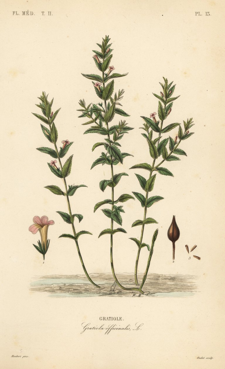 Vanlig hedgehyssop eller nådeurt, Gratiola officinalis, Gratiole av Unbekannt