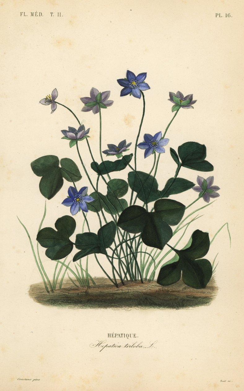 Vanlig hepatica eller levermose, Anemone hepatica, Hepatica triloba, Hepatique av Unbekannt