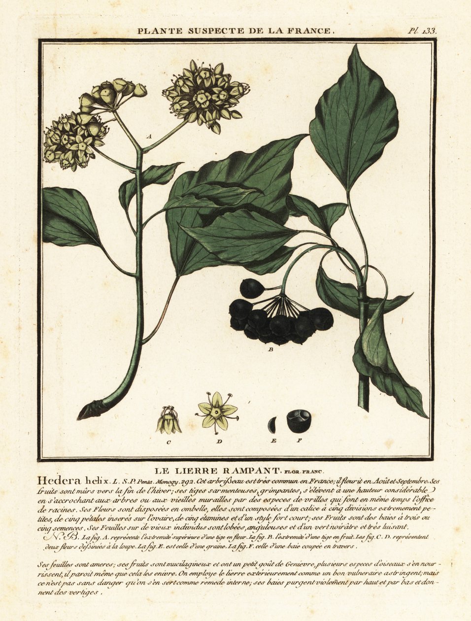 Vanlig eføy, Hedera helix av Unbekannter Künstler