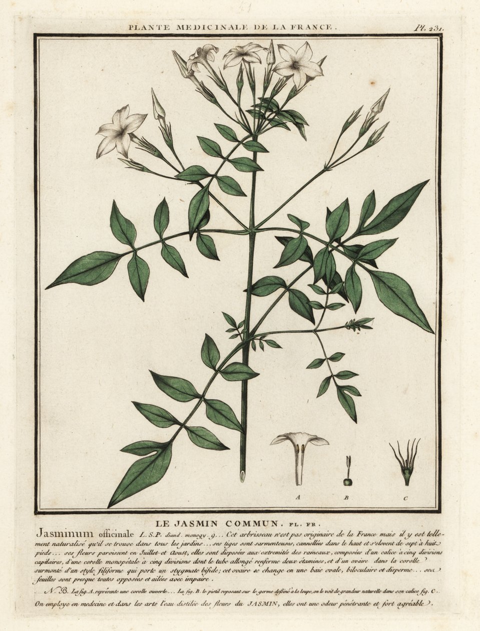 Vanlig sjasmin, Jasminum officinale. av Unbekannter Künstler