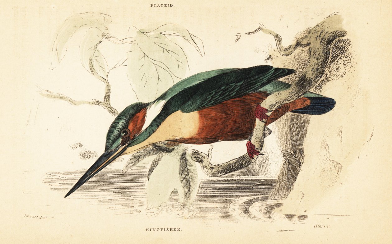 Vanlig isfugl, Alcedo atthis. 1889 (gravering) av Unbekannter Künstler