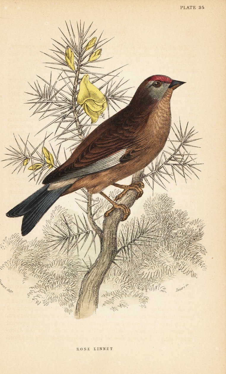 Vanlig linnett, Linaria cannabina, plassert på en gren.1889 (gravering) av Unbekannter Künstler
