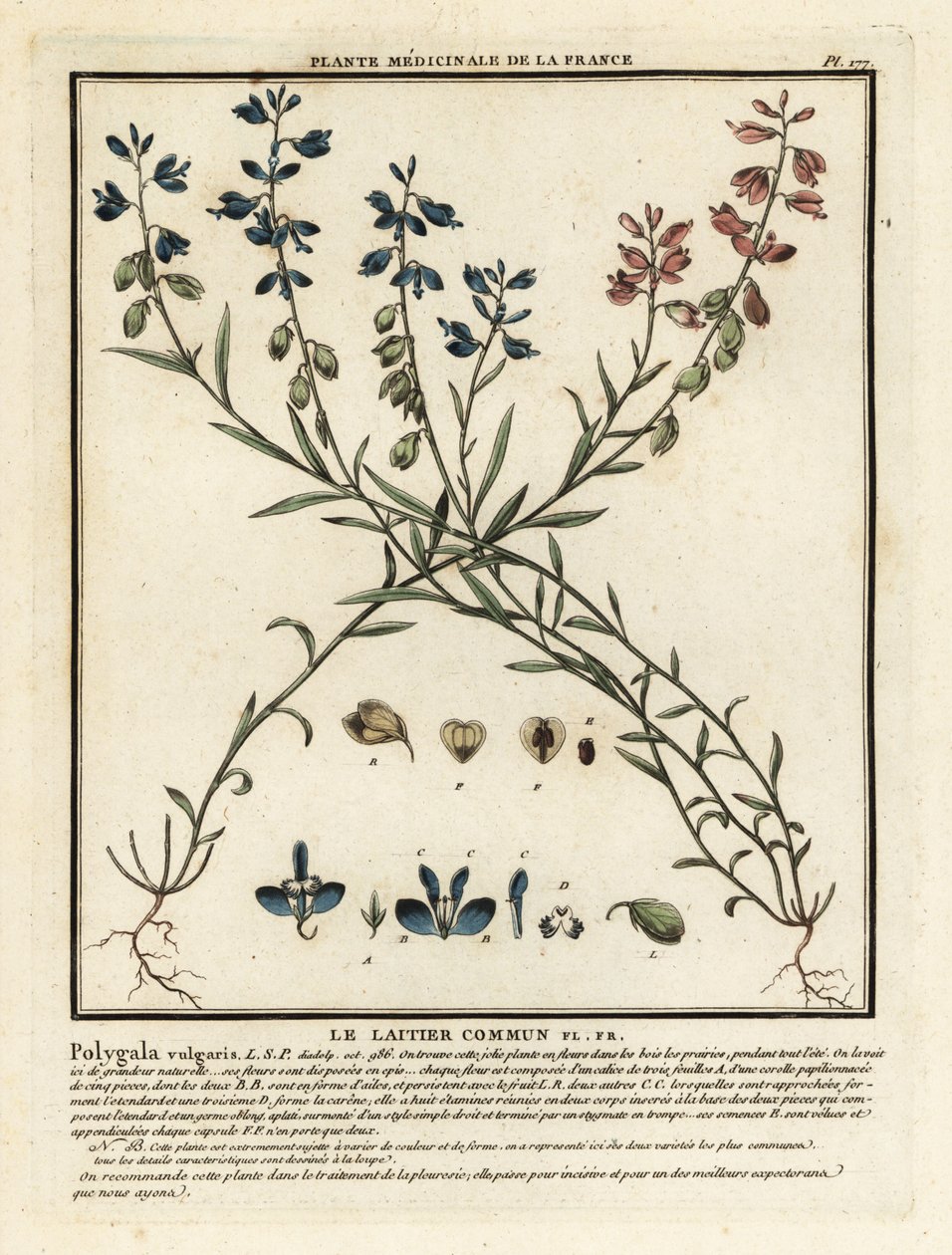 Vanlig melkeurt, Polygala vulgaris. av Unbekannter Künstler