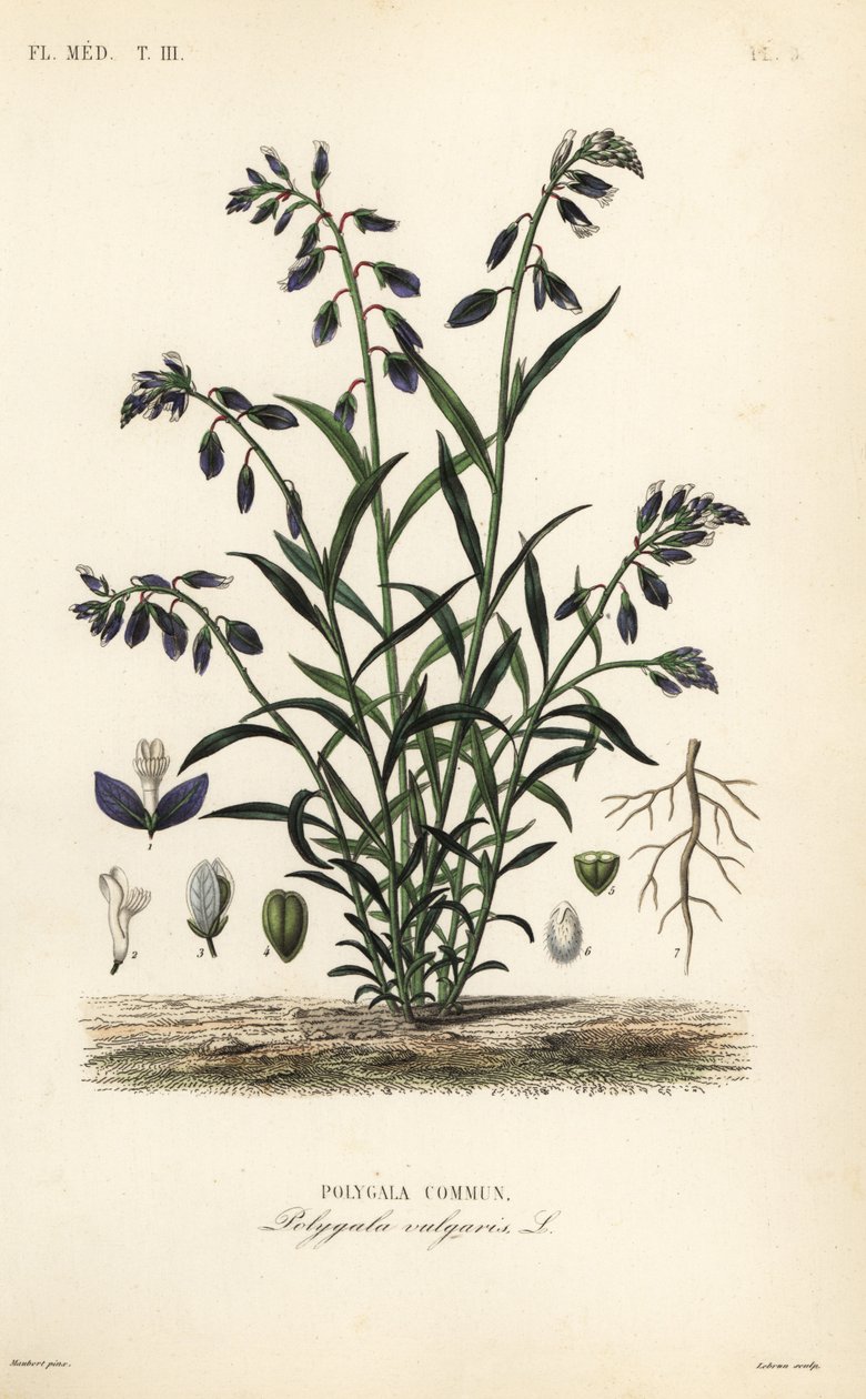 Vanlig melkeurt, Polygala vulgaris, Polygala commun av Unbekannt