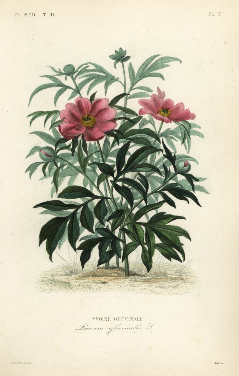 Vanlig pion eller hagepion, Paeonia officinalis, Pivoine officinale av Unbekannt
