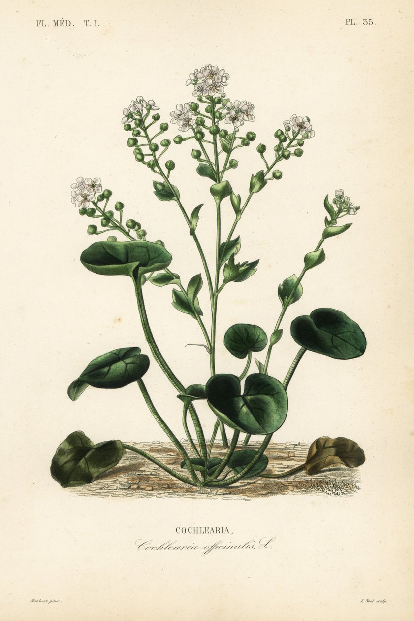 Vanlig skjørbuk eller skjeurt, Cochlearia officinalis, Cochlearia av Unbekannt